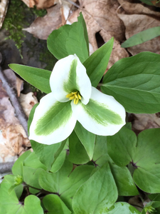 Photo By: Stephen M Young. Photo taken: Onondaga County, NY on 3 May 2014